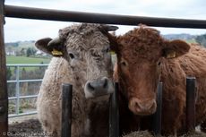 Hausrind (162 von 174).jpg